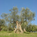 Montegridolfo - CRA Giovanni Renzi Agroalimentare