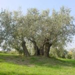 Poggio Berni - Azienda Agricola Barducci Giuliano