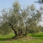 Poggio Berni - Azienda Agricola Barducci Giuliano