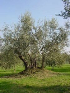 Poggio Berni - Azienda Agricola Barducci Giuliano 