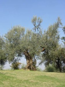 Poggio Berni - Azienda Agricola Barducci Giuliano 