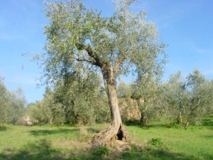 Saludecio - Azienda Agricola Calesini Amato