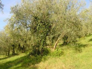 Saludecio - Azienda Agricola Calesini Amato 