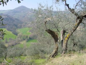 Saludecio - Azienda Agricola Calesini Amato 