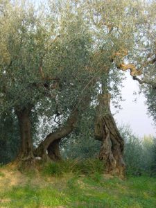 Roncofreddo - Azienda Agricola Baldiserri Davide