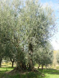 Montescudo - Azienda Agricola Conti Enrico 