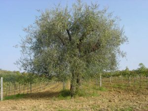 Longiano - Azienda Agricola Brigliadori Pietro