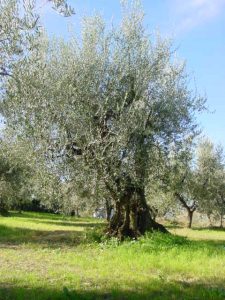 Montescudo - Azienda Agricola Conti Enrico