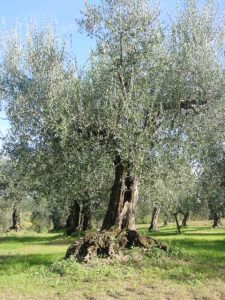 Montescudo - Azienda Agricola Conti Enrico 