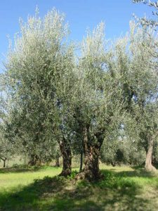 Montescudo - Azienda Agricola Conti Enrico