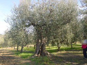 Montescudo - Azienda Agricola Conti Enrico 