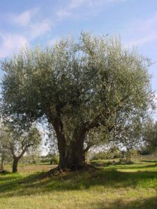 Montescudo - Azienda Agricola Conti Enrico