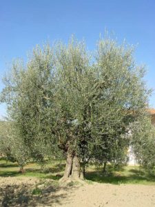 Montescudo - Azienda Agricola Conti Enrico