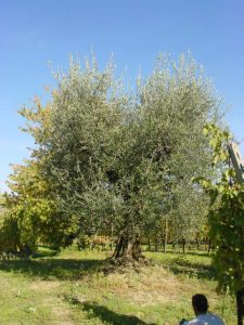 Montescudo - Azienda Agricola Conti Enrico 