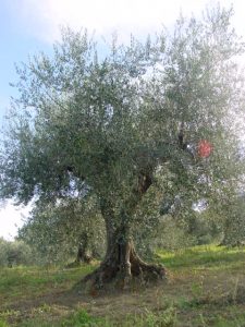 Rimini - Azienda Agricola Gabrielli Venerina