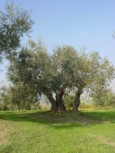 Poggio Berni - Azienda Agricola Barducci Giuliano 