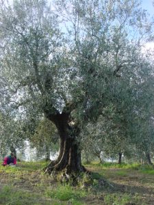 Rimini - Azienda Agricola Gabrielli Venerina 