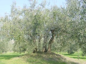 Poggio Berni - Azienda Agricola Barducci Giuliano 