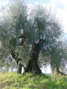 Rimini - Azienda Agricola Gabrielli Venerina