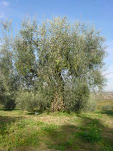 Rimini - Azienda Agricola Gabrielli Venerina 