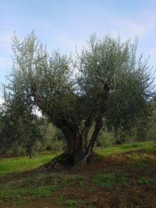 Rimini - Azienda Agricola Gabrielli Venerina 