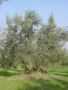 Poggio Berni - Azienda Agricola Barducci Giuliano 