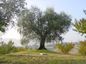 Longiano - Azienda Agricola Baldazzi Denis 