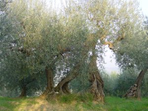 Roncofreddo - Azienda Agricola Baldiserri Davide