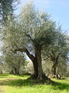 Montescudo - Azienda Agricola Conti Enrico 