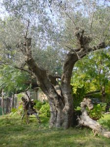 Longiano - Azienda Agricola Brigliadori Pietro