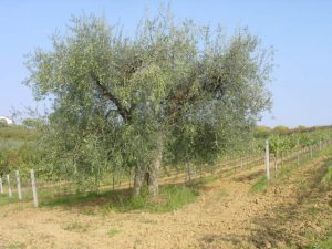 Longiano - Azienda Agricola Brigliadori Pietro