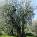 Montescudo - Azienda Agricola Conti Enrico