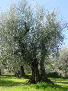 Montescudo - Azienda Agricola Conti Enrico