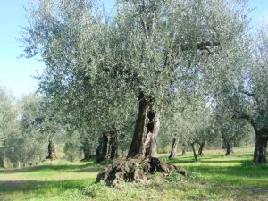 Montescudo - Azienda Agricola Conti Enrico 