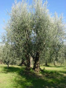 Montescudo - Azienda Agricola Conti Enrico