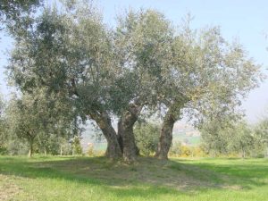 Poggio Berni - Azienda Agricola Barducci Giuliano 