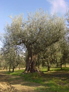 Montescudo - Azienda Agricola Conti Enrico 