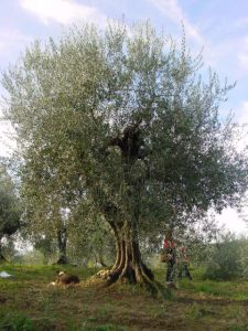 Rimini - Azienda Agricola Gabrielli Venerina