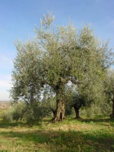 Rimini - Azienda Agricola Gabrielli Venerina 