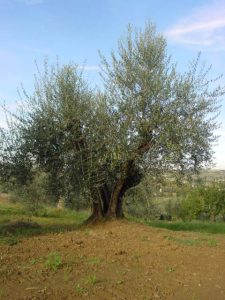 Rimini - Azienda Agricola Gabrielli Venerina 