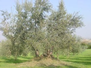 Poggio Berni - Azienda Agricola Barducci Giuliano 