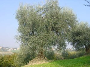 Longiano - Azienda Agricola Baldazzi Denis