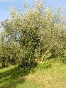 Saludecio - Azienda Agricola Calesini Amato 