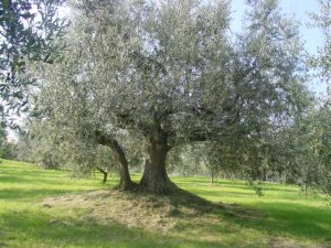 Poggio Berni - Azienda Agricola Barducci Giuliano 