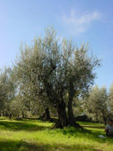 Montescudo - Azienda Agricola Conti Enrico