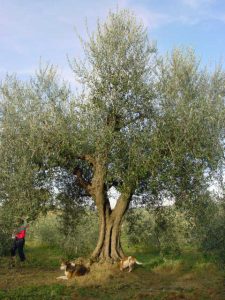 Rimini - Azienda Agricola Gabrielli Venerina