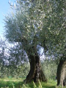 Rimini - Azienda Agricola Gabrielli Venerina