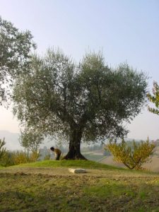 Longiano - Azienda Agricola Baldazzi Denis 