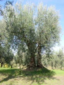 Montescudo - Azienda Agricola Conti Enrico 