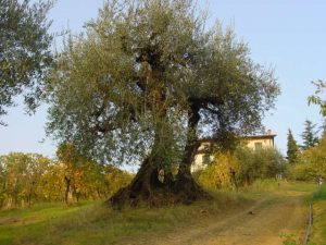 Roncofreddo - Azienda Agricola Baldiserri Davide